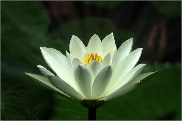HOLISTIC PULSING THERAPY avagy LÉLEKMASSZÁZS